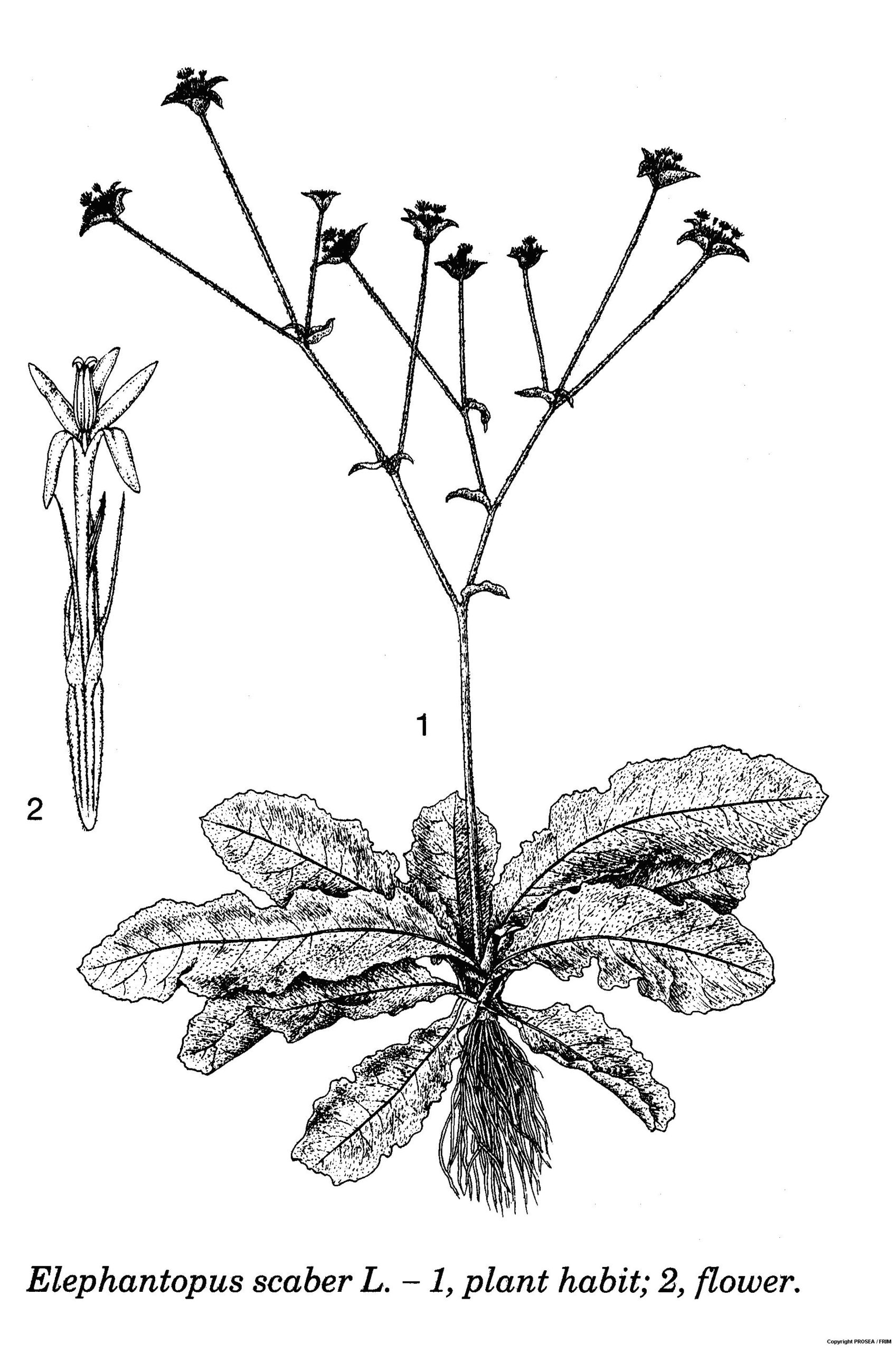 E.scaber
