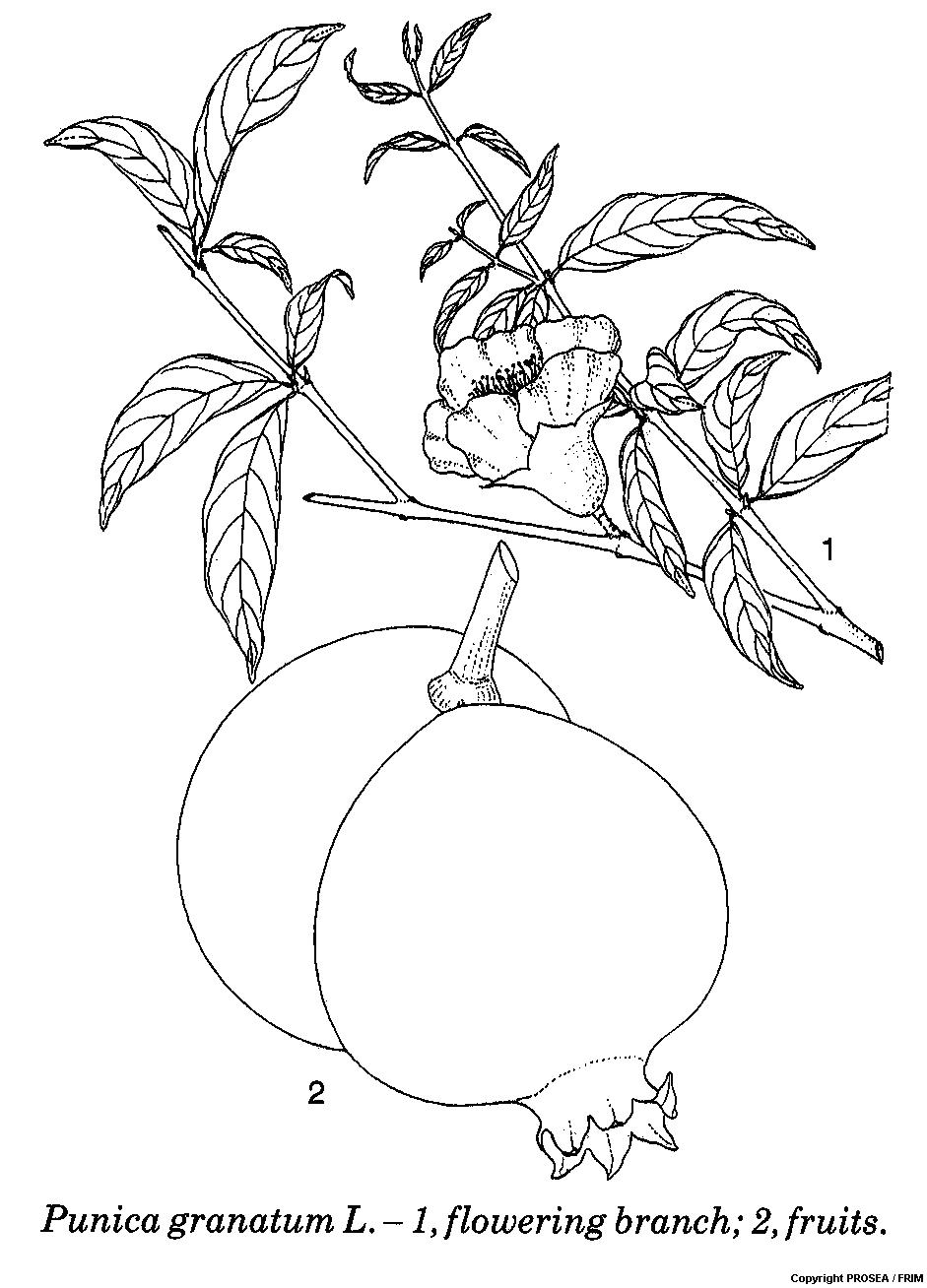 Punica_granatum