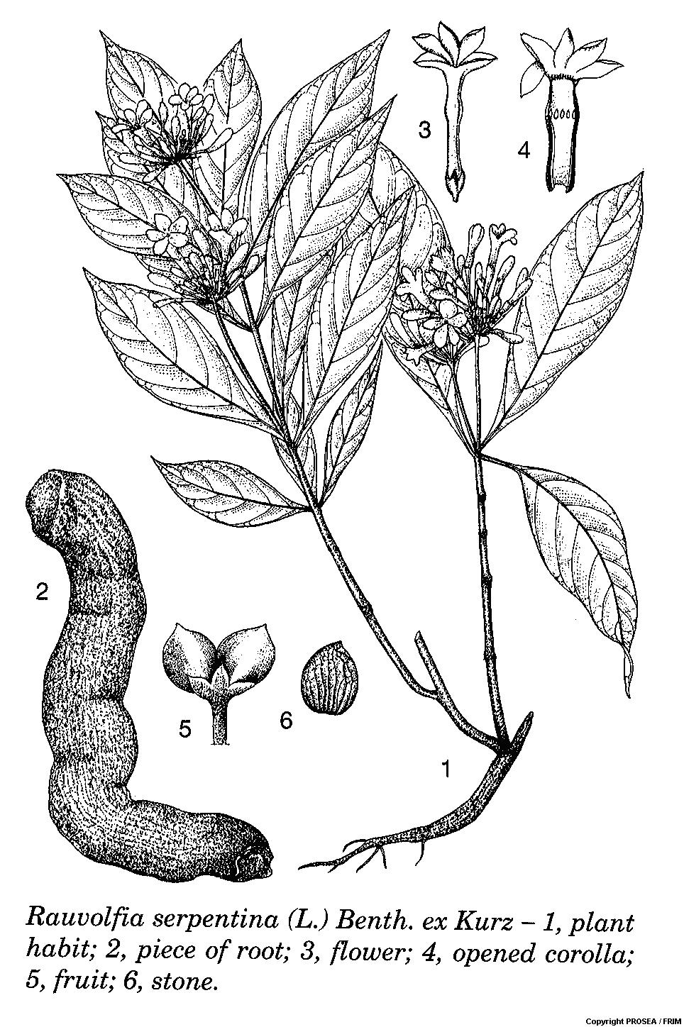 Rauvolfia_serpentina