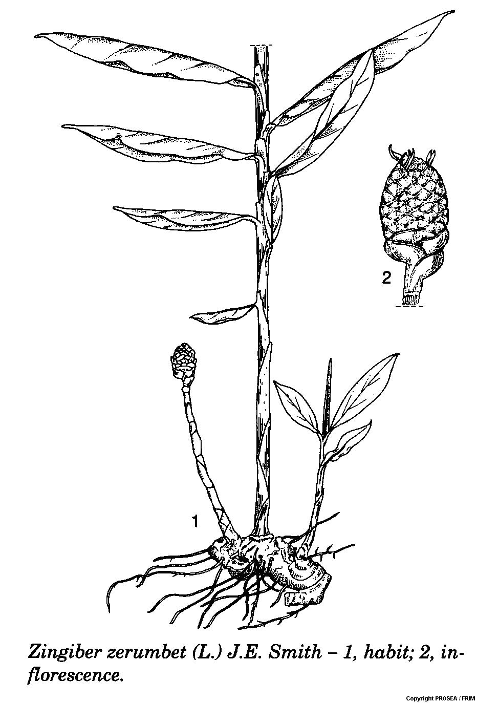 Zingiber zerumbet (L.) J.E. Smith GlobinMed