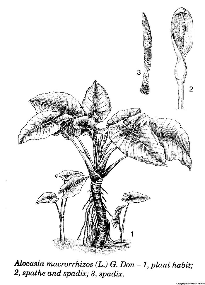 Alocasia_macrorrhizos_L_G_Don