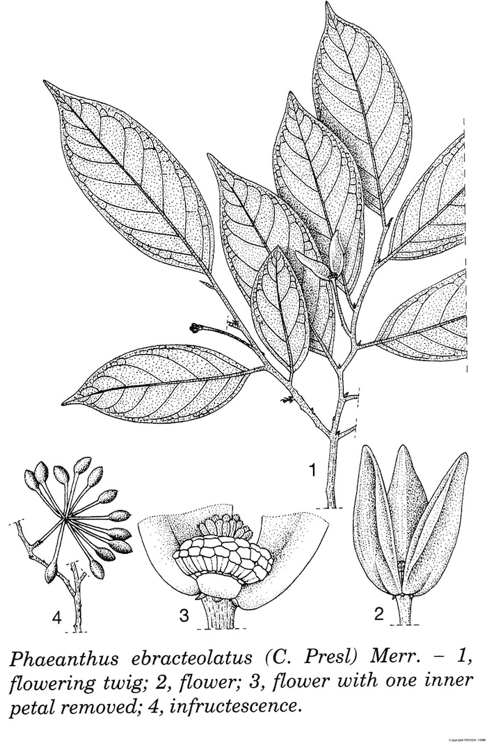 Phaeanthus_ebracteolatus_C_Presl_Merr