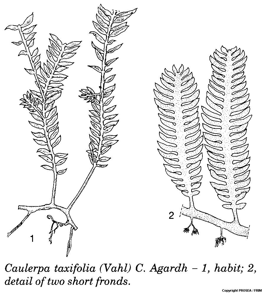 Caulerpa_taxifolia