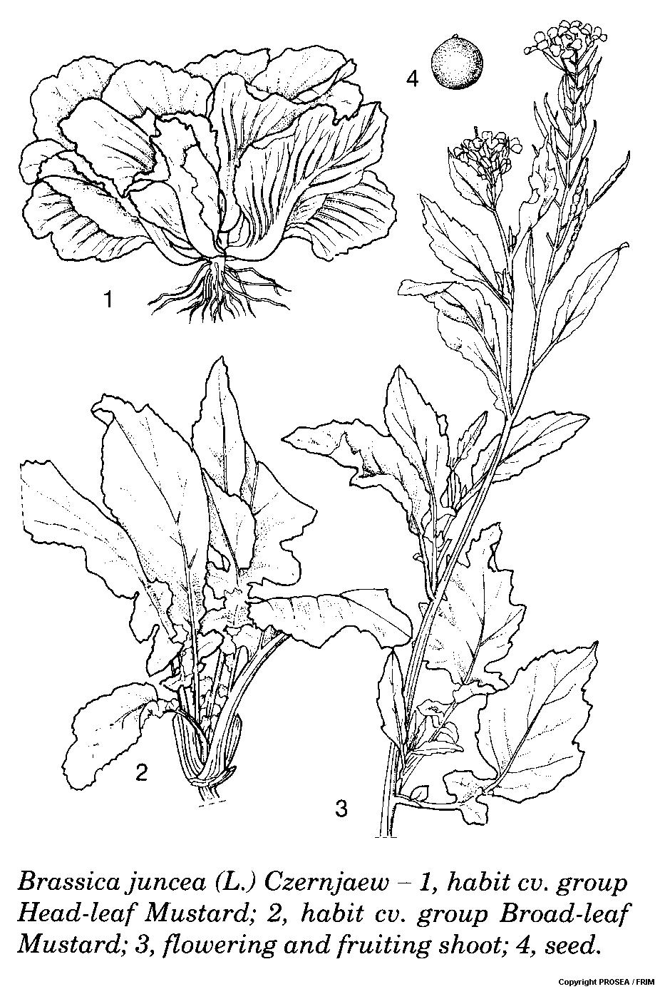 Brassica juncea (L.) Czernjaew GlobinMed