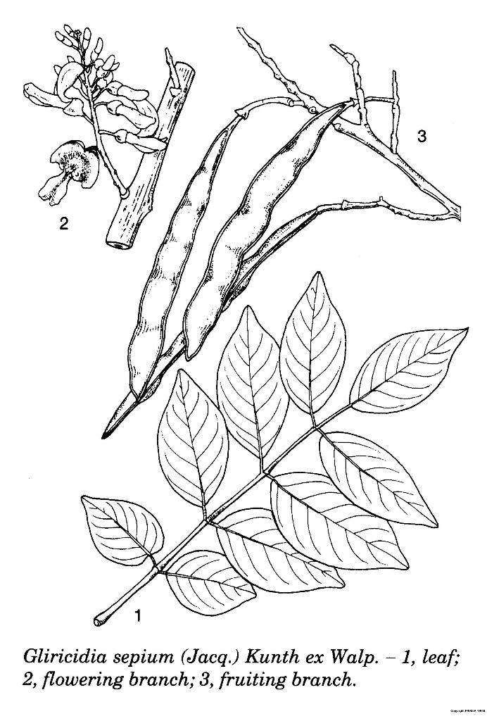 Gliricidia_sepium_2