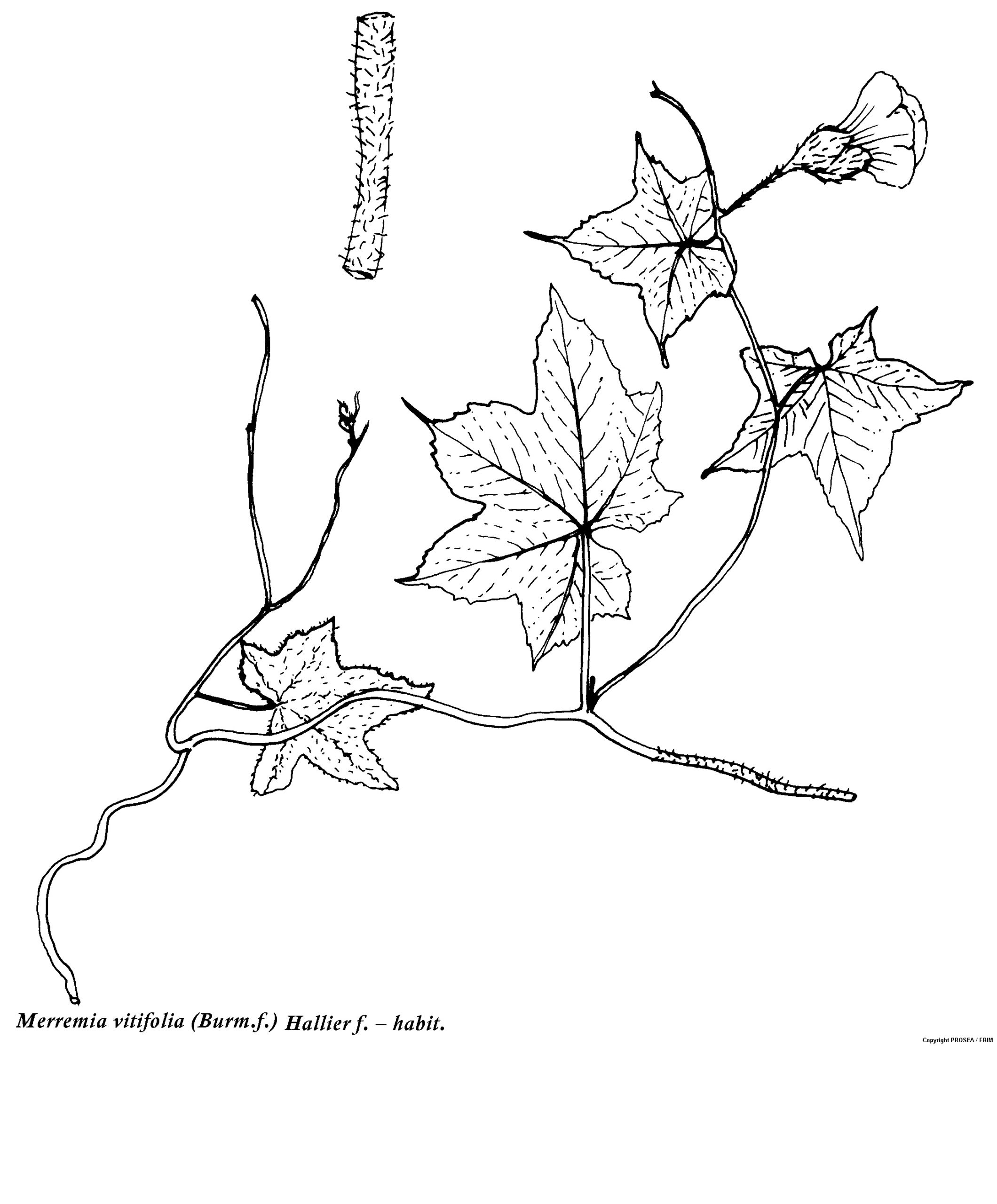 Merremia_vitifolia