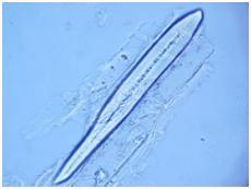 Microscopic.figure8