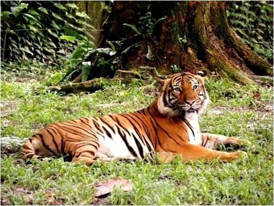 Article 3: Biodiversity Of Fauna In Malaysia – GlobinMed