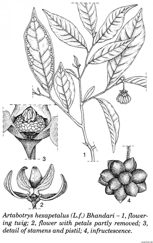 Artabotrys hexapetalus (L.f.) Bhandari GlobinMed