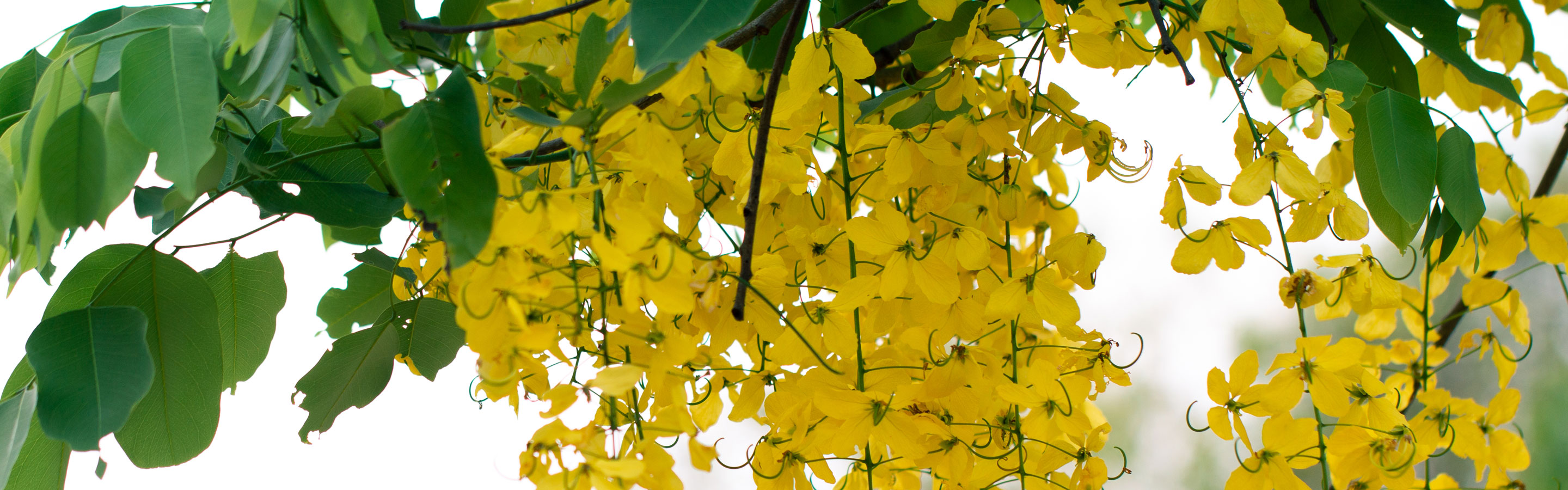 Do You Know, Cassia fistula is a stimulant laxative at par with…